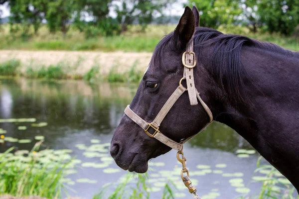 Smuk sort hest udendørs ved en flod - Stock-foto