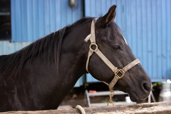 Retrato de hermoso caballo negro al aire libre —  Fotos de Stock