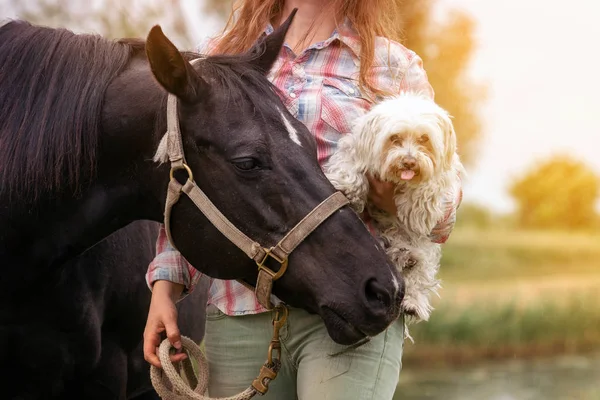 Jovem mulher com seu cavalo e seu cachorrinho — Fotografia de Stock