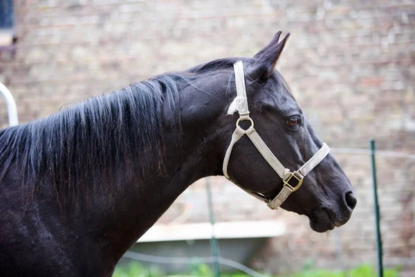 Portræt af smuk sort hest udendørs - Stock-foto
