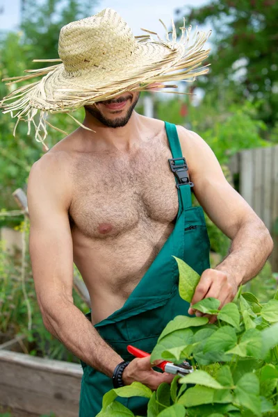 Jardineiro sem camisa com chapéu de palha flores de corte no jardim — Fotografia de Stock