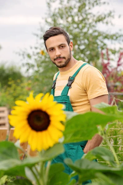 Pohledný gardender stojící v zahradě s slunečnicovou — Stock fotografie