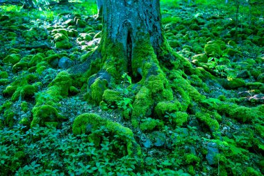 Ormanda büyük bir ağaç ve yeşil yosunlarla kaplı taşlar.