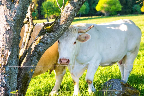 Vacas Brancas Livre Terras Agrícolas Verdes — Fotografia de Stock