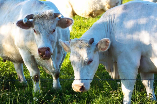 Vacas Brancas Livre Terras Agrícolas Verdes — Fotografia de Stock