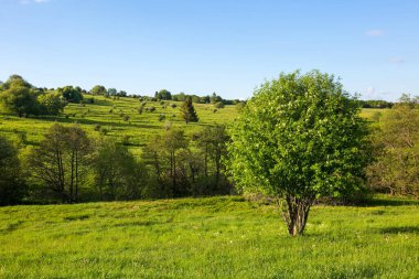 Yeşil tarlaların panoramik görüntüsü ve mavi gökyüzü olan ağaç 