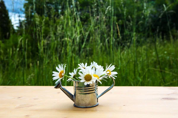 Kleine Miniatur Gießkanne Mit Gänseblümchen Auf Holztisch Garten — Stockfoto