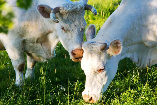 Vacas Brancas Livre Terras Agrícolas Verdes — Fotografia de Stock