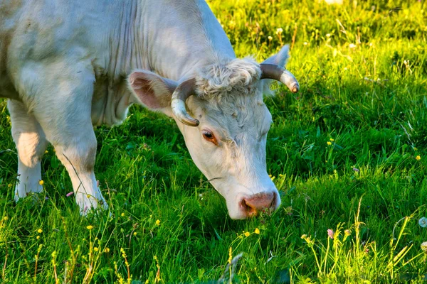 Vaca Branca Livre Terras Agrícolas Verdes — Fotografia de Stock