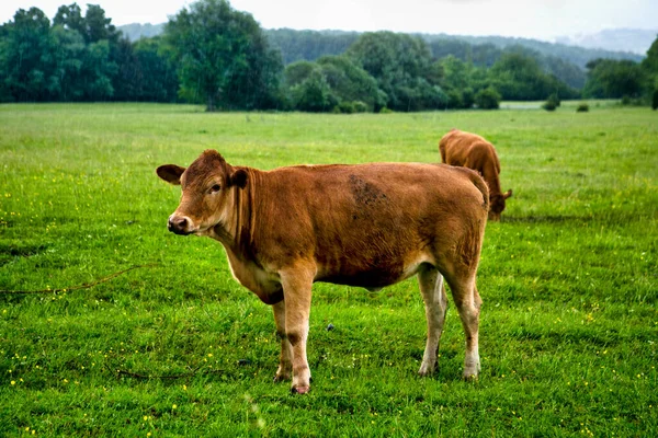 Bruine Koeien Die Buiten Groene Landbouwgrond Staan — Stockfoto