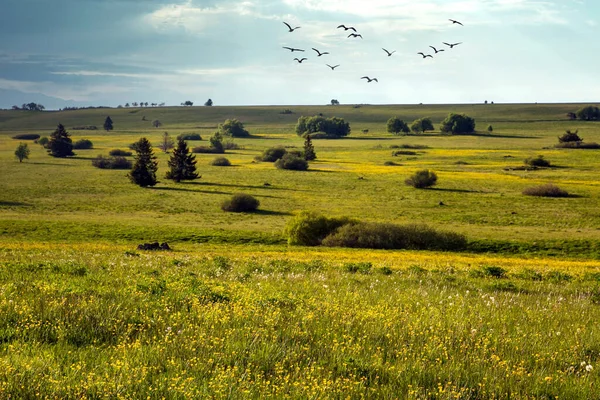 Yeşil tarlaların panoramik görüntüsü ve mavi gökyüzü ve kuşlarla dolu çayır