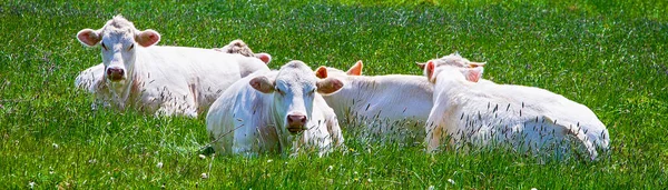 緑の谷と白い牛の旗が草の上に横たわっています — ストック写真