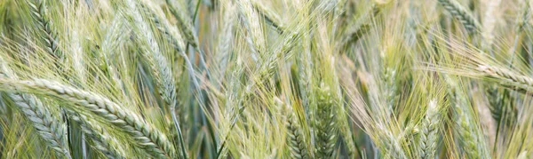 Rüzgarda savrulan güzel mısır tarlası bayrağı