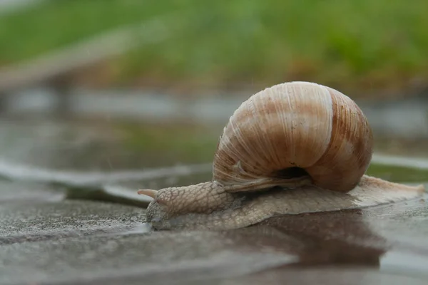 Velký Šnek Plazí Mokrém Asfaltu — Stock fotografie