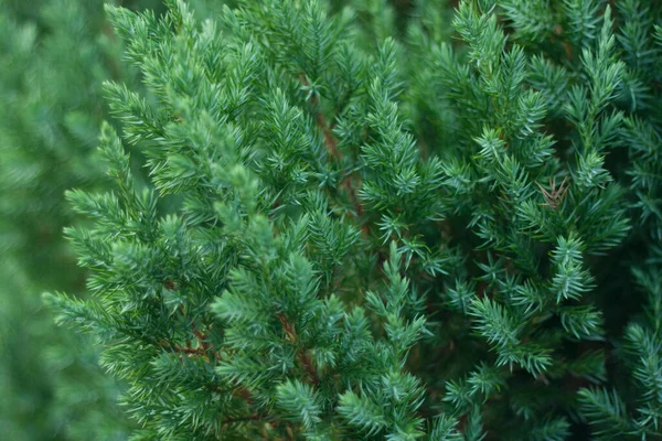 Needles Bright Green Christmas Tree — Stock Photo, Image