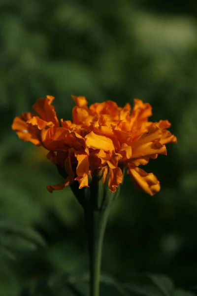 Goudsbloem Een Achtergrond Van Natuur — Stockfoto