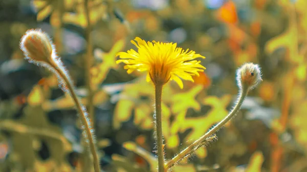 Жовта квітка на сонячний день на розмитому фоні крупним планом — стокове фото