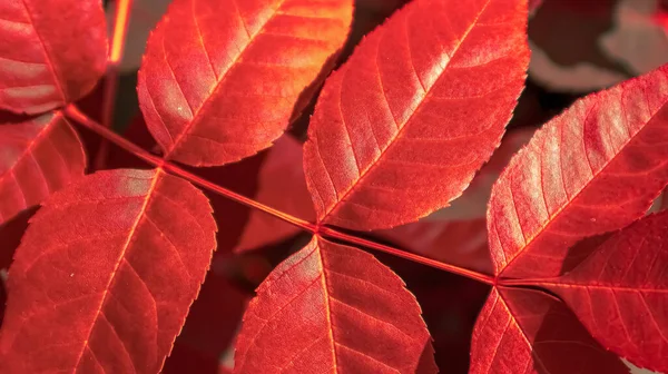 Plant bright red background branch with leaves close-up