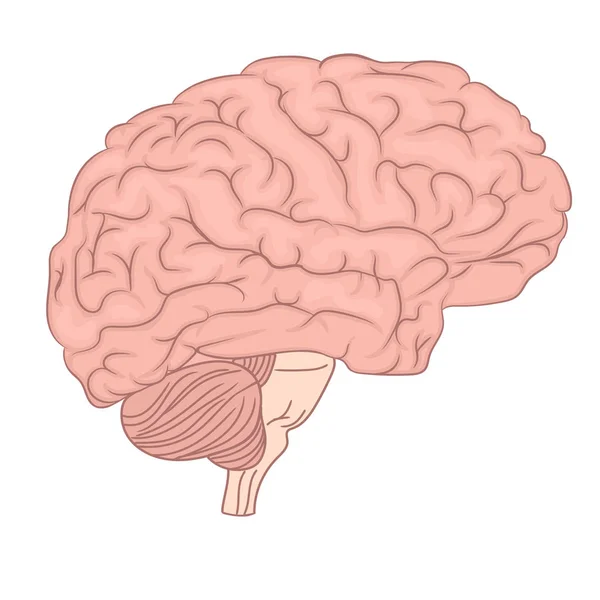 Anatomisches Diagramm menschlicher Gehirnorgane. farbenfrohe Gestaltung. Seitenansicht. Vektor — Stockvektor