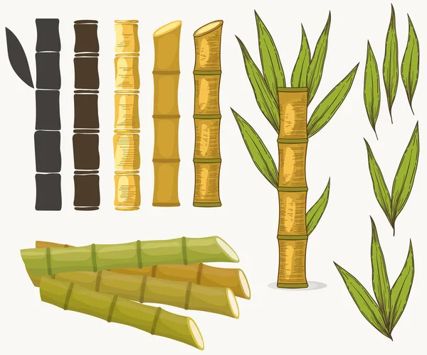 甘蔗套装。甘蔗植物，甘蔗收获茎，植物和叶子，糖成分茎。向量 — 图库矢量图片