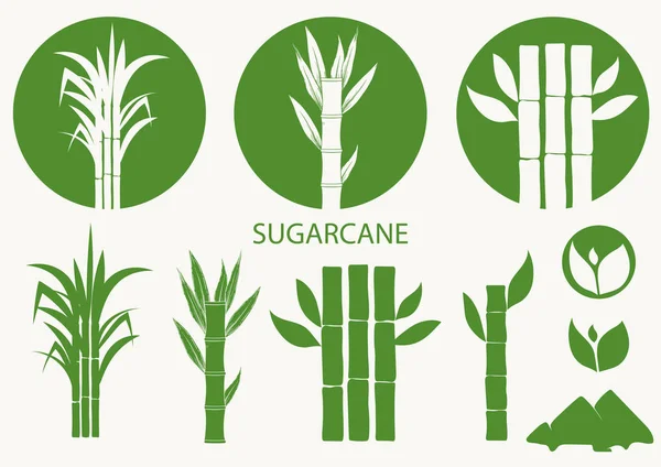 Sugar cane set. Cane plant, sugarcane harvest stalk, plant and leaves, sugar ingredient stem. Vector — Stock Vector