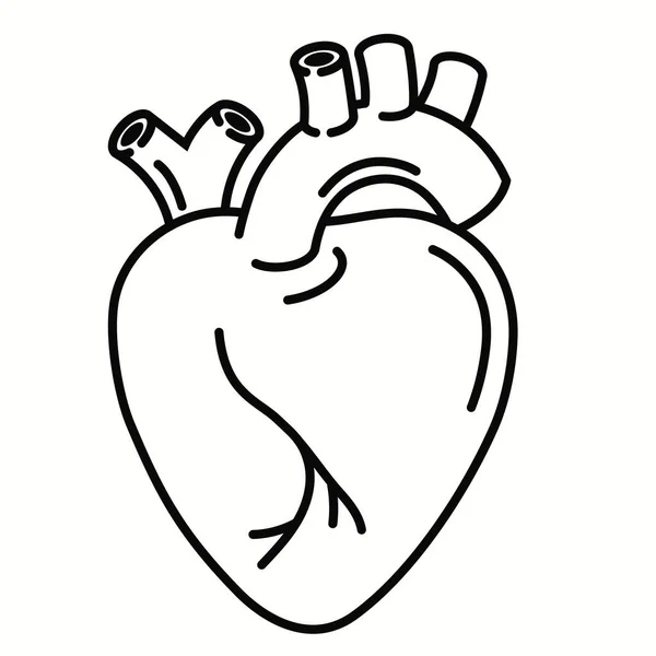 Icono del contorno del órgano del corazón humano. signo de estilo lineal. Arte de línea de corazón. Gráficos vectoriales — Vector de stock