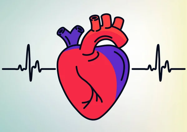 人間の心臓器官の輪郭アイコン。線形のサインだ。ハートラインアート。ベクトルグラフィックス — ストックベクタ