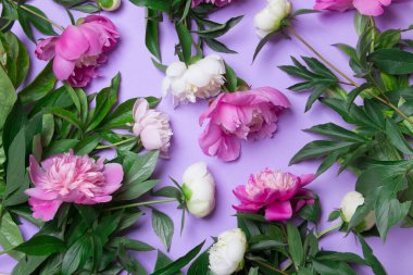 Mor arka planda beyaz ve pembe şakayık çiçekleri. Yakın plan..