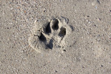 Kumsal kum yüzeyinde hayvan ayak izi, üst manzara..