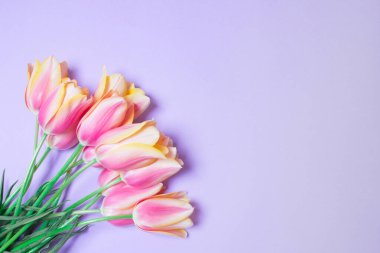 Mor arkaplanda fotokopi alanı olan lale demeti.