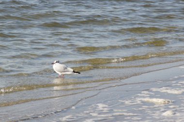 Martı koltuğu suya yakın oturuyor. Denizde bir kuş.