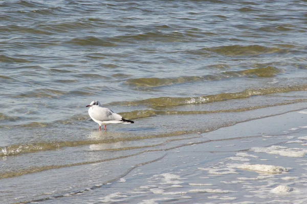Martı koltuğu suya yakın oturuyor. Denizde bir kuş.