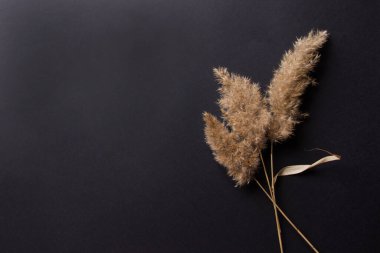 Siyah zemin üzerinde baston dalı, kopyalama alanı ile.