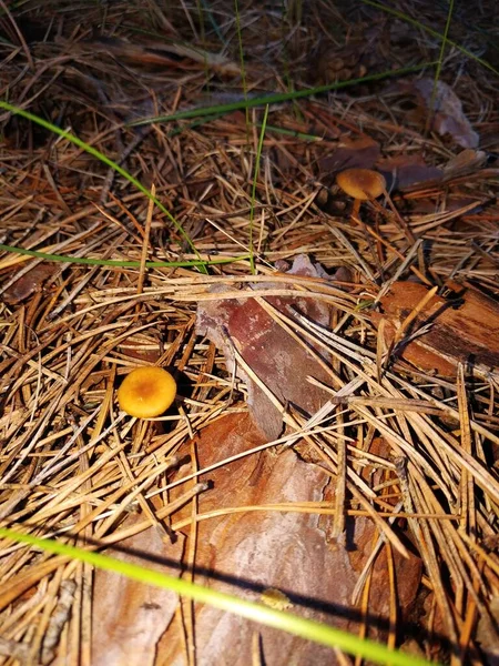 First Mushrooms Have Already Appeared Spring Forest — Stock Photo, Image
