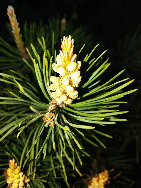 Spring Spruce Blossomed Forest Beautiful — Stock Photo, Image