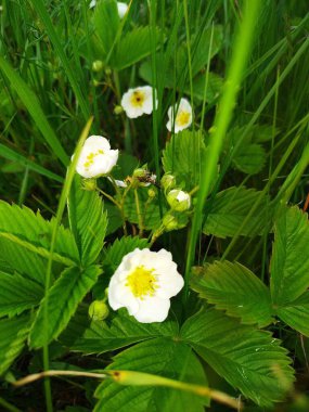Ormanın yakınındaki tüm böğürtlen çalıları çoktan çiçeklendi.