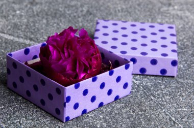 Şakayık tomurcuk gri beton zemin üzerine polka noktalı mor bir kutu içinde. Uzay ve hediye fikirleri kopyalama.