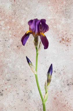 Menekşe irise dokulu beton zemin üzerine kapatın. Metin için yer kopyalayın.