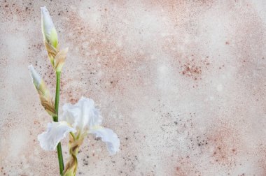 Beyaz irise yakın kadar üzerinde beton arka plan dokulu. Metin için yer kopyalayın.