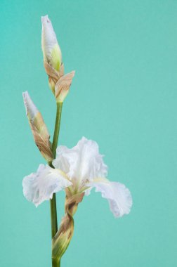 Sarı irise nane zemin üzerine kapatın. Metin için yer kopyalayın.