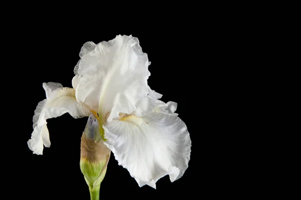 黒い背景に白い Irise コピーのテキストのための領域 — ストック写真