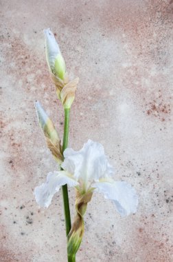 Bej renkli arka plan üzerinde beyaz irise kapatın. Doku metin için beton ve kopya alanı.