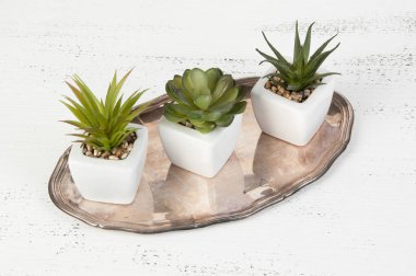 Succulents vintage üzerinde beyaz saksının içinde metal plaka üzerinde eski püskü Beyaz ahşap arka plan. Metin için yer kopyalayın.