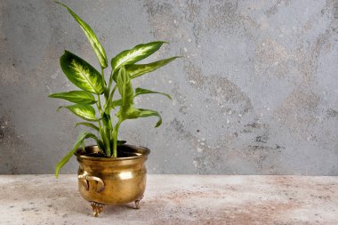 Antika pirinç çiçek tencere bir beton zemin üzerine Diffenbachia. Metin için yer kopyalayın