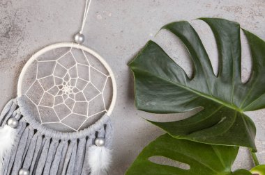 Gri bej Rüya yakalayıcı iç gri arka plan dokulu. Yeşil bitkiler ve metin için yer kopyalayın.