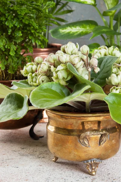 真鍮とコンクリート背景に銅ヴィンテージ植木鉢の緑の植物 コピーのテキストのための領域 — ストック写真