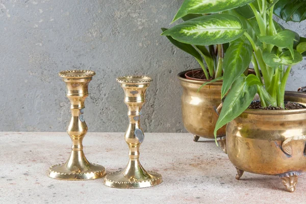 Candelabros Latón Vintage Plantas Verdes Macetas Latón Sobre Fondo Hormigón — Foto de Stock