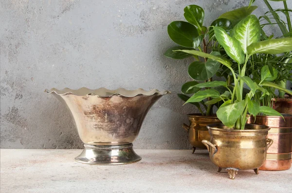 ヴィンテージ メタル花瓶と真鍮とコンクリート背景に銅ヴィンテージ植木鉢の緑の植物 コピーのテキストのための領域 — ストック写真