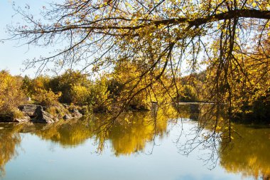 gölet sonbaharda sarı yapraklar, yansıma
