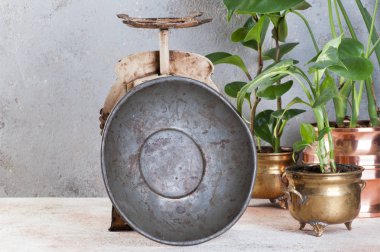 Eski vintage mutfak terazisi tarafına beton zemin üzerine geri. Yeşil bitkiler ve metin için yer kopyalayın.